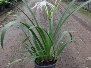 Hymenocallis littoralis