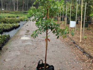 Hymenosporum flavum