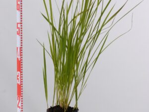 Imperata cylindrica