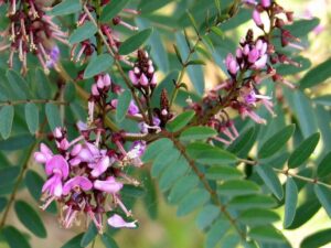 Indigofera australis