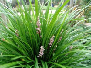 Liriope muscari 'LIRF' PBR Isabella