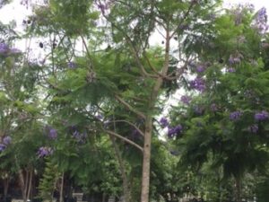 Jacaranda mimosifolia