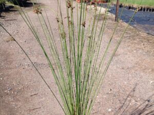 Juncus usitatus