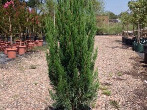 Juniperus chinensis 'Spartan'