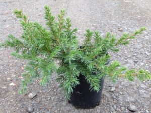 Juniperus conferta