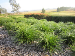 Liriope muscari 'LIRJ' PBR Just Right