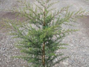 Kunzea ambigua