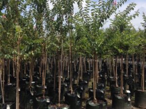Lagerstroemia indica x L.fauriei Biloxi