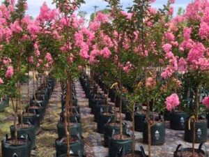 Lagerstroemia indica x L.fauriei Sioux