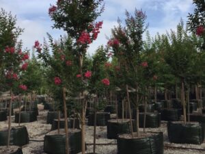 Lagerstroemia indica x L.fauriei Tuscarora