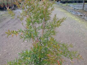 Leptospermum petersonii