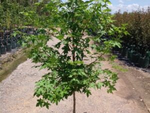 Liquidamber styraciflua