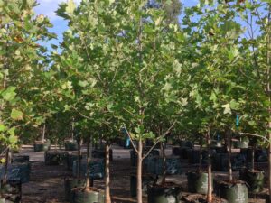 Liriodendron tulipifera