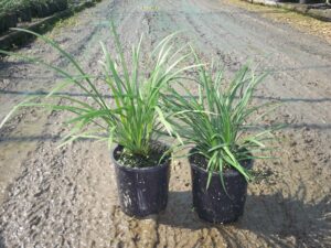 Liriope muscari Evergreen Giant