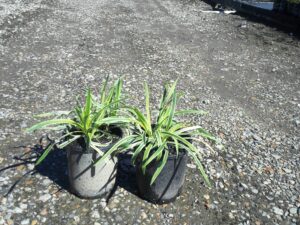 Liriope muscari 'Variegata'