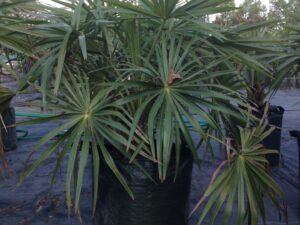 Livistona australis
