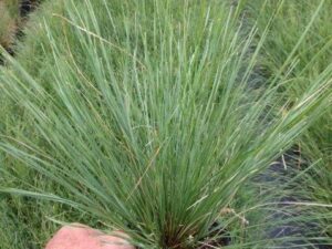 Lomandra fluvialtilis ABU7 PBR Shara