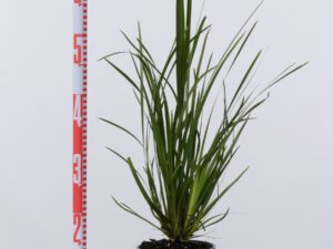 Lomandra hystrix