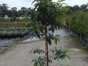 Lophostemon confertus