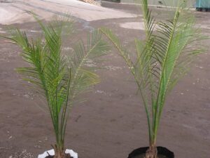 Macrozamia communis
