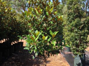 Magnolia grandiflora Exmouth