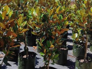 Magnolia grandiflora Little Gem