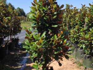 Magnolia grandiflora 'Teddy Bear'