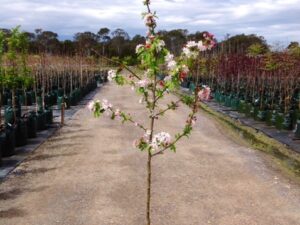 Malus floribunda