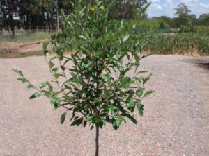 Malus ioensis Plena