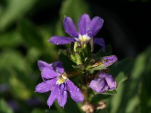 Scaevola aemula 'Mauve Clusters'