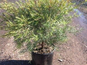 Melaleuca linariifolia 'Snowstorm'