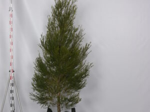Melaleuca decora