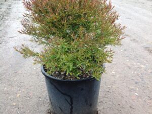 Melaleuca linariifolia