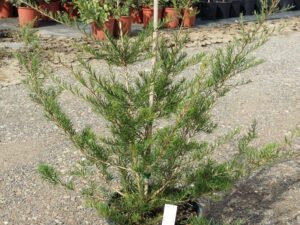 Melaleuca nodosa
