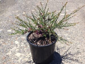 Melaleuca thymifolia