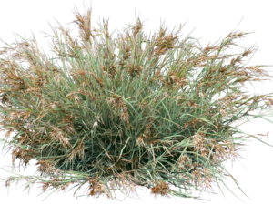 Themeda australis MINGO PBR