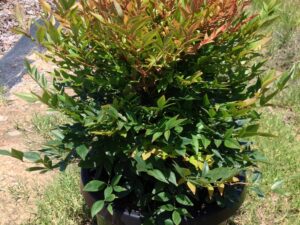 Nandina domestica Gulf Stream