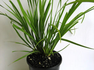 Lomandra longifolia 'KATRINUS' PBR