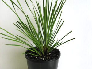 Lomandra longifolia LM300 PBR Tanika