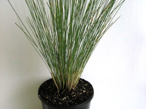 Poa poiformis PP500PBR Kingsdale