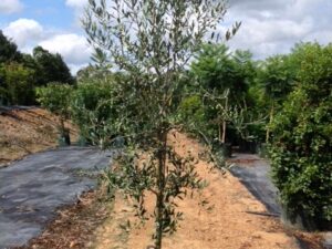 Olea europaea