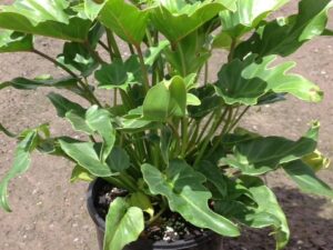 Philodendron Xanadu