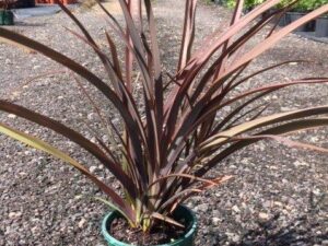 Phormium tenax Bronze Baby