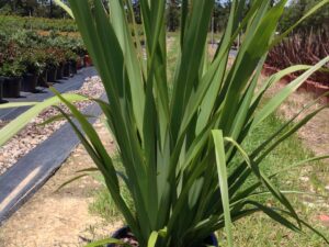 Phormium tenax