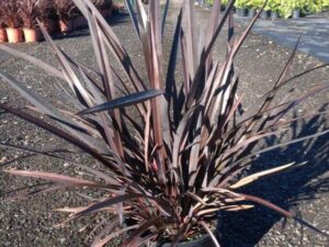 Phormium Wildwood