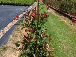 Photinia x fraseri Red Robin