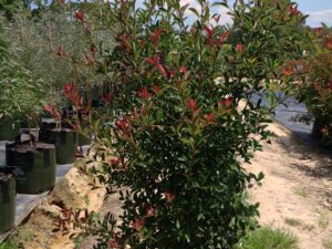 Photinia glabra Rubens