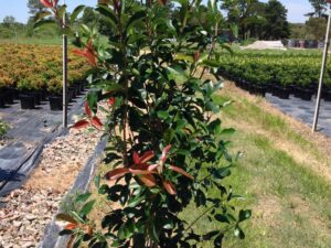 Photinia x fraseri Robusta