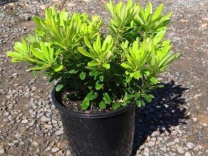 Pittosporum tobira 'Miss Muffet'