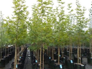 Platanus orientalis Digitata